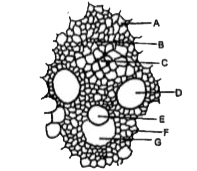 In the diagram of the cross-section of the vascular bundle of monocot stem given aside, different parts have been  indicated by alphabets , choose the answer in which these alphabets have been correctly matched with the parts which they indicate