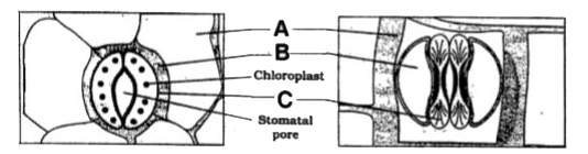 The given diagram represents stomatal apparatus in dicots and monocots. Identify A, B and C.