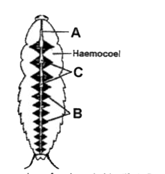 The above figure shows open circulatory system of cockroach. Identify A, B and C