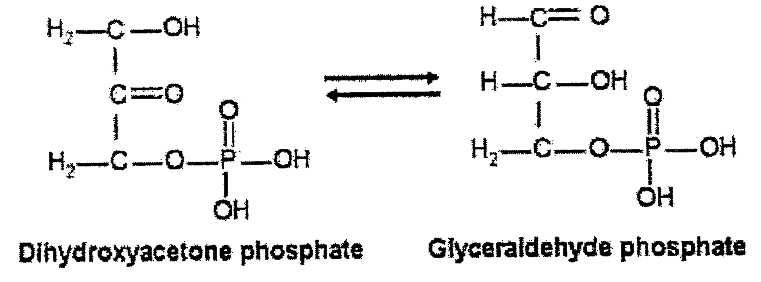 Dihydroxy acetone phosphate and glyceraldehyde-3-phosphate are reversibly interconvertible     The enzyme that catalyzes the above reaction is