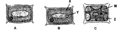 The accompany diagram shows plasmolysis in cell. A is normal turgid cell, B shows incipient plasmolysis and C is plasmolysed cell. Identify W, X, Y and Z respectively.
