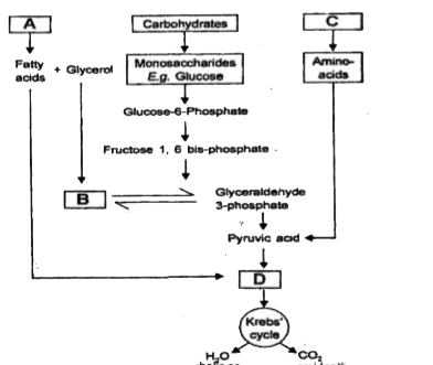 The above figure indicates the interrelationship among metabolic pathways. Now indentify A to D.