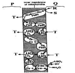 The adjoining diagram refers to mitochondrial electron transport chain. Identify the P, Q, R, S, T