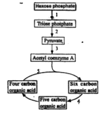 Given flow chart shows some of the stages in respiration.      During which of the following stages does oxidative decarboxylation occur?