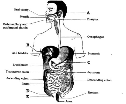 The below diagram represents the human digestive system. Identify A, B, C, D and E