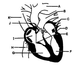 In the diagram of the vertical section of human heart given below certain parts have been indicated by alphabets, choose the answer in which these alphabets have been correctly matched with parts they indicate.