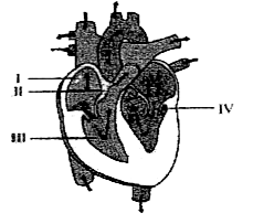 The given diagram illustrates a section through the human heart.      Which labelled structure represents the site for the generation of action potential in human heart?