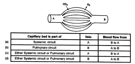 Go through the following diagram of two mammalian blood vessels (A and B) connected by a capillary bed. Blood pressure is higher in B than in A. The arrows indicate the direction of net diffusion for O(2) and CO(2).