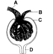 The following diagram represent the Malpighian body. Identify A to D-