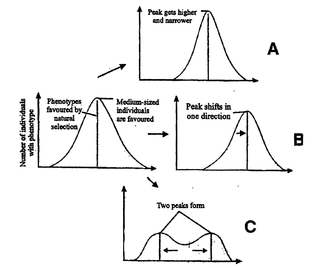 Following diagrammatic representation refers the natural selection on different traits. In which all the three graphs A, B and C are identified correctly -