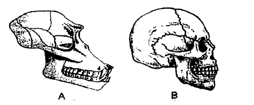 The illustration below shows the skull of two different mammals.      Which of the following accurately describes the differences between these skulls?