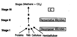 Refer the given flow chart of biogas production. In which of the following options, correct word for all the Stage I, Stage II, Stage III, C are identified.