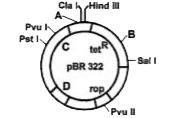 Identify A,B,C,D in the given diagram of E.coli cloning vector pBR322.