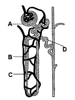 Which of the following labelled parts of nephron called as the diluting segment?