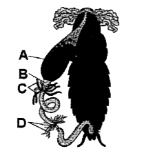 Given below is a diagrammatic representation of alimentary canal of cockroach.    Choose the option which is not correct w.rit. the function of labelled structure A, B, C and D