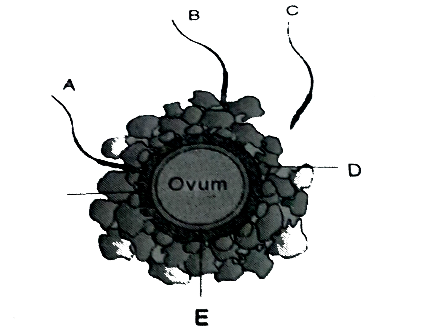 Given below is the diagram of a human ovum surrounded by a few sperms. Study the diagram and answer the following questions :         (a) Which one of the sperms would reach the ovum earlier ?   (b) Identify 'D' and 'E'. Mention the role of 'E'.    (c ) Mention what helps the entry of sperm into the ovum and write the changes occuring in the ovum during the process.   (d) Name the specific region in the female reproductive system where the event represented in the diagram takes place.