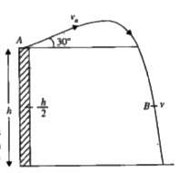 A shot is fired from the top of a tower at an angle 30^(@) to the horizontal with a velocity v0. If the height of the tower is h, calculate the speed of the shot at an altitude h