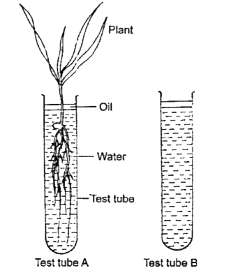 Study the set-up given alongside and  answer the questions given below:     What will happen to the level of water  in test tubes A & B?