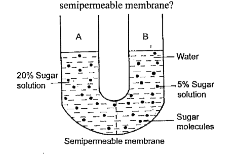 Study the set-up given in the diagram and answer the following questions:     Why is the membrane called  semipermeable membrane?