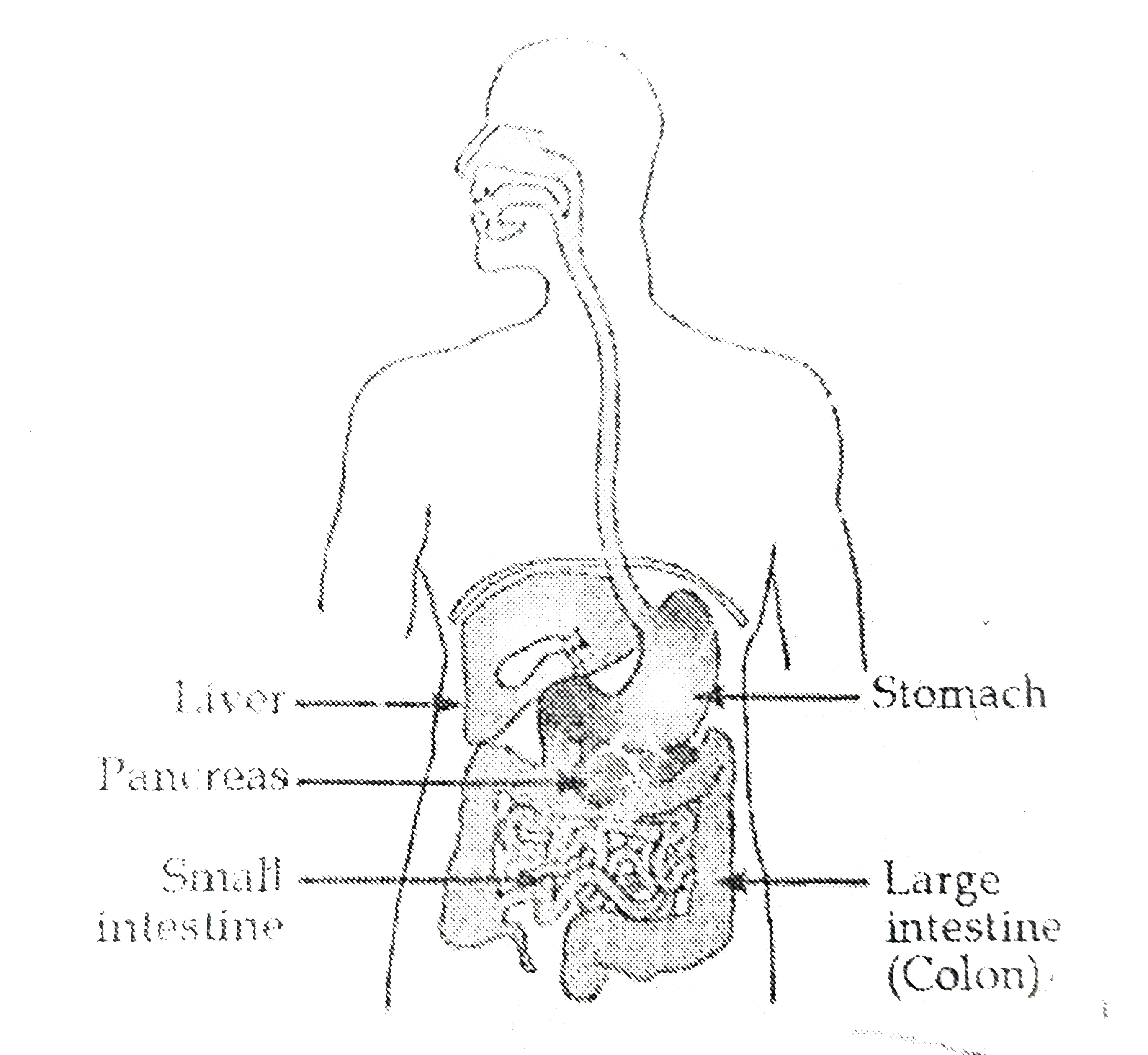 SOLUTION: Diagram of human digestive system - Studypool