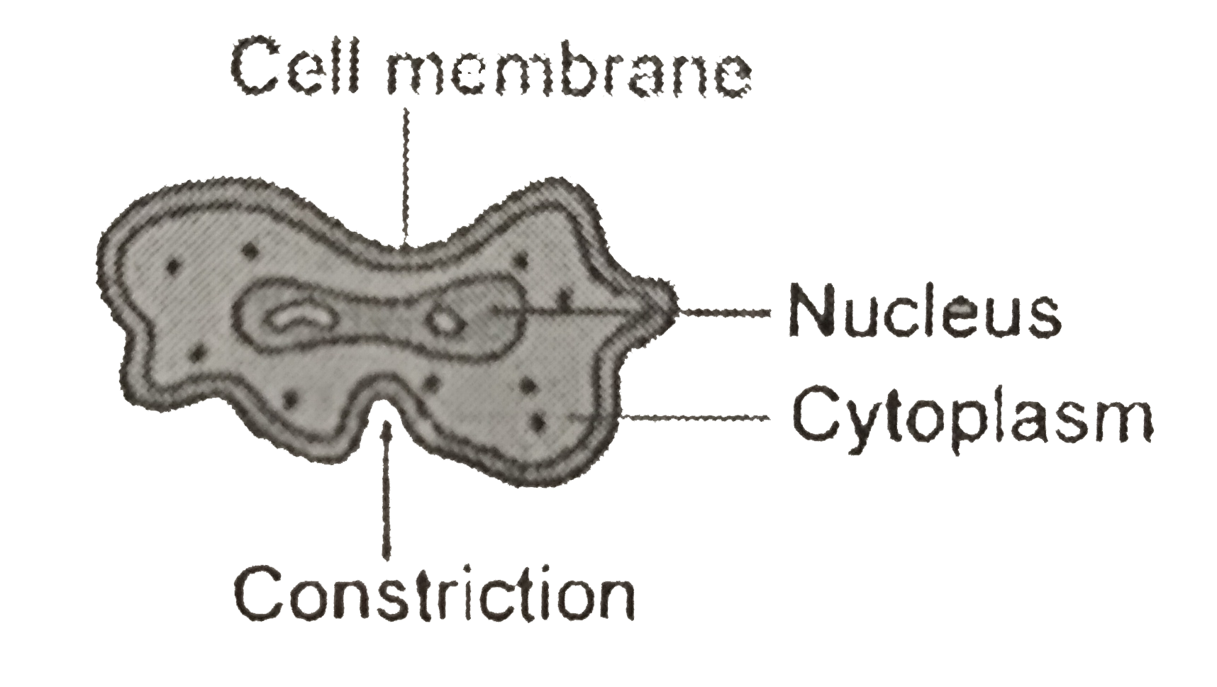 Abstract oval shape tiny protist amoeba organelle pellicle parasite  element. Line black hand drawn lab microbe icon sign symbol pictogram diagram  sketch Art doodle cartoon style design. Closeup view:: موقع تصميمي