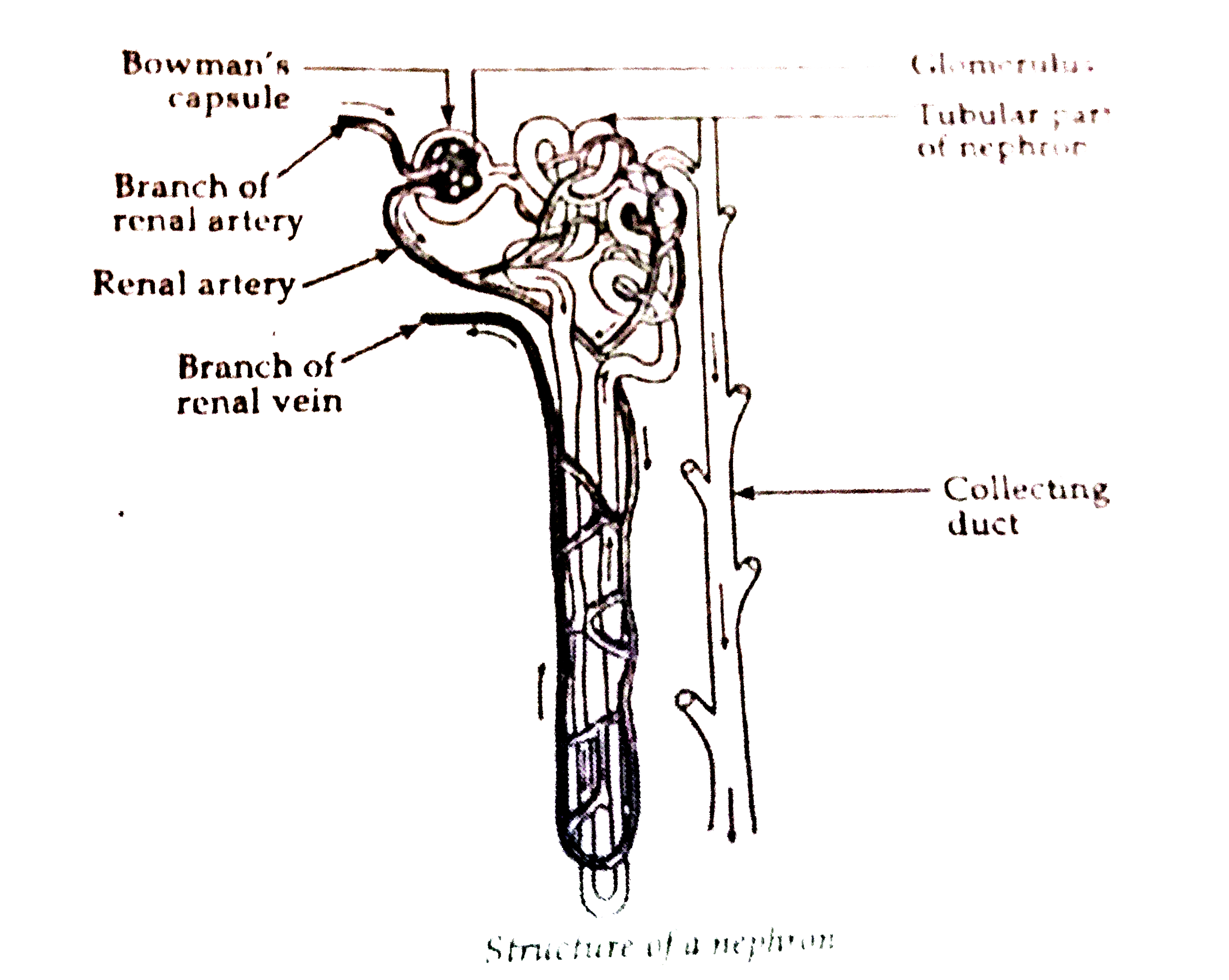 functioning of the nephron