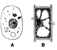 Given below are the sketches of two types of cells A and B      Which one of these is a plant cell? Give reason in support of your answer.