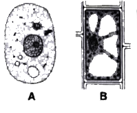 Given below are the sketches of two types of cells A and B       List the cell structures which are common to both the types.