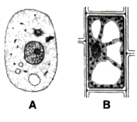 Given below are the sketches of two types of cells A and B      Name the structures found only in plant cells and those found only in animal cells.