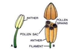 Given alongside are two figures (A & B) of a certain part of a flower. Study the figures carefully and answer the question:        Are the contents of the pollen sacs in B male or female ?
