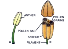 Given alongside are two figures (A & B) of a certain part of a flower. Study the figures carefully and answer the question:       Can you state how the contents of the pollen sacs would come out ?