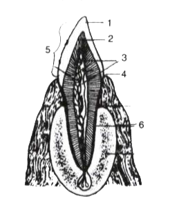 Study the diagram given below and then answer the questions that follow :      Name the parts labelled 1,2,3,4,5 and 6.