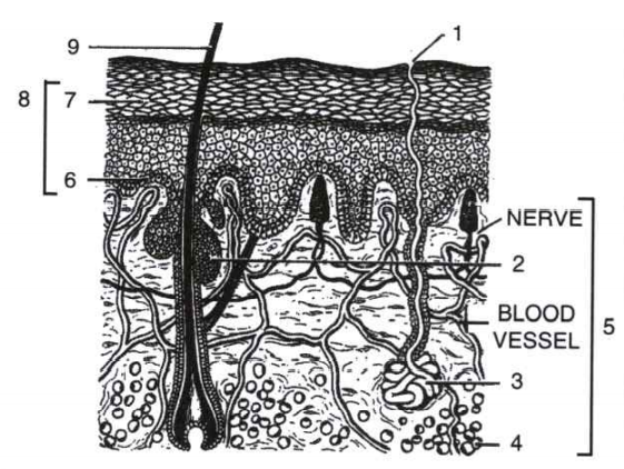 Given below is a diagrammatic sketch of the verti cal section of the human skin.   State one main function of each of the following parts: