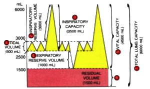 The volume of air in the lungs and the rate at which it is exchanged during inspiration and expiration was measured.     The following diagram shows a group of the lung volumes and capacities :           Study the diagram carefully and explain briefly the following:     (a) Tidal volume     (b) Inspiratory reserve volume     (c) Expiratory reserve volume     (d) Vital capacity     (e) Residual volume