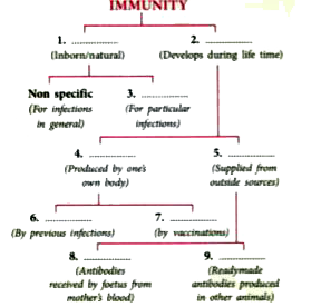 Given below is a scheme of classifying immunity against human diseases. Fill up the types of immunity in the blanks 1-9.