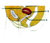 Given here is a section of the female reproductive system in humans.   a. Name the parts labelled 1 to 4     b. Name the part where fertilisation occurs in the female reproductive  system.