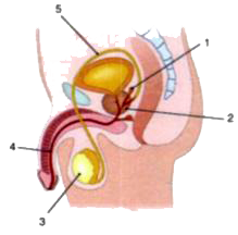 Given alongside is a diagram of the male reproductive system in humans. Label the parts indicated by numbers 1 to 5, and state their functions. ........