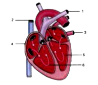 Given alongside is a diagram of the human heart showing its internal structure. Label the parts marked 1 to 6, and answer the following questions.      Which type of blood is carried by the blood vessel marked 2 ?