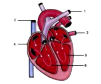 Given alongside is a diagram of the human heart showing its internal structure. Label the parts marked 1 to 6, and answer the following questions.      Name the main artery which takes the blood from heart to different parts of the body.