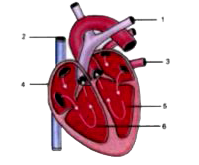 Given alongside is a diagram of the human heart showing its internal structure. Label the parts marked 1 to 6, and answer the following questions.      Which chamber of the heart receives deoxygenated blood from the body?