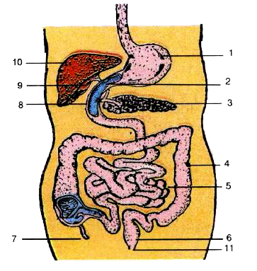 Given alongside is the diagram of the human alimentary canal.      Name the parts 1-11 indicated by guidelines.