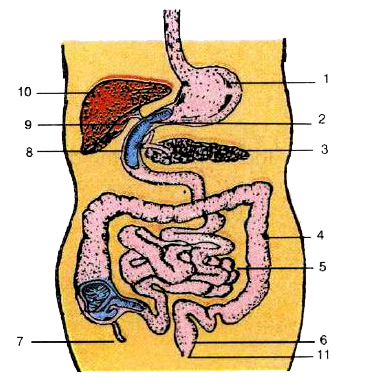 Given alongside is the diagram of the human alimentary canal.      State the function of the juice secreted by part 1.   ……………………………………….   ……………………………………   ……………………………………….