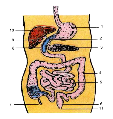 Given alongside is the diagram of the human alimentary canal.      State the function of the three enzymes found in the juice secreted by part 3.   ………………………………………….   …..……………………………………..   ………………...................................