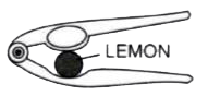 Figure, shows a lemon crushes,   (a) In the diagram, mark the position of the fulcrum F and the line of action of load L and effort E.      (b) Name the class of lever.