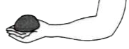 Indicate the positions of load L, effort E and fulcrum F in the forearm shown alongsind in figure. Name the class of leverl.   .