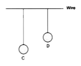 Two pendulums C and D are suspended from a wire as shown in the figure given below. Pendulum C is made to oscillate by displacing it from its mean position. It is seen that D also starts oscillating.     If the length of D is made equal to C then what difference will you notice in the oscillations of D?
