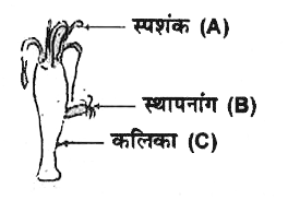 एक छात्र ने हाइड्रा का चित्र बनाकर उसे नामांकित किया। कौन-सा नामांकन गलत है?