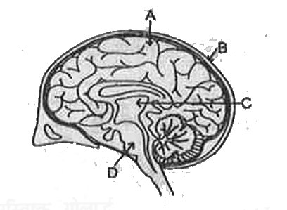चित्र में निर्देशिक मस्तिष्क में A. B.C और D के नाम लिखें।