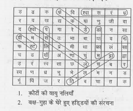 दी गई पहेली के प्रत्येक वर्ग में जीवों के श्वसन से संबधित हिंदी वर्णाक्षर अथवा संयुक्ताक्षर दिए गए हैं। से संबधित हिंदी वर्णाक्षर अथवा संयुक्ताक्षर दिए गए हैं। दनको मिलाकर जीवों तथा उनके श्वसन अंगों से संबधित शब्द बनाए जा सकते हैं। शब्द वर्गों के जाल में किसी भी दिशा में, ऊपर, नीचे अथवा विकर्ण में पाए जा सकते हैं। श्वसन तंत्र तथा जीवों के नाम खोजिए।  इन शब्दों के लिए संकेत नीचे दिए गए हैः