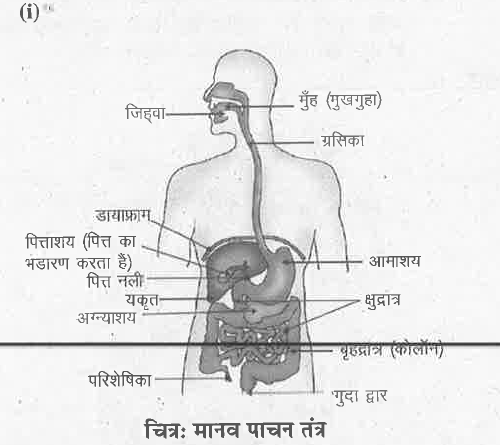 How to draw human digestive system diagram with name (ENGLISH & HINDI) for  class 10, 11, 12 - YouTube